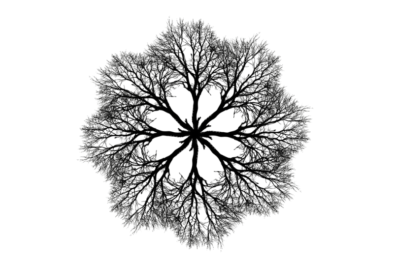 Mirroring trees